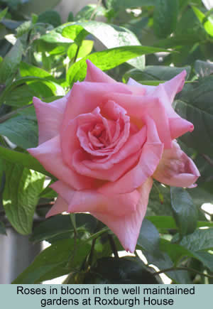 Rose in the gardens at Roxburgh House